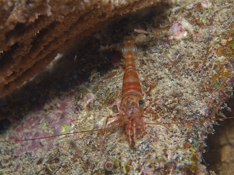 Shrimp, Bounty